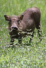 Warthog piglet