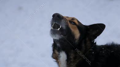 Barking enraged angry dog