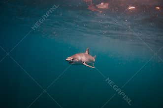 Mako Shark in Open Ocean