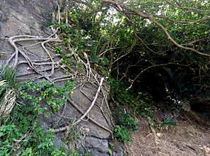 Ama Fig Roots over Rocky Headland, Okinawa