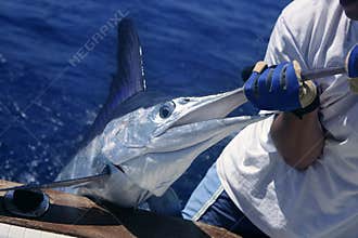 Billfish white Marlin catch and release on boat