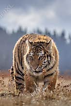 Siberian Tiger in the snow Panthera tigris