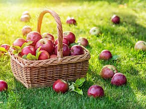 Apple harvest. Ripe red apples in the basket on the green grass.