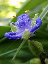 Violet Spiderwort flower Close Up