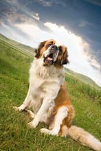 St. Bernard dog sitting