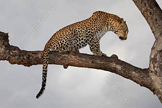 Leopard, South Africa