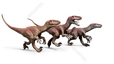Pack of Dromaeosaurs, hunting theropod dinosaurs, 3d illustration isolated on white background