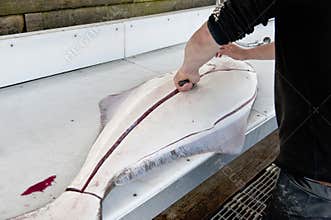 Cleaning and filleting a fish