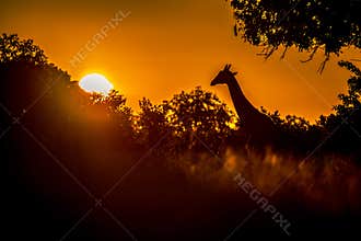 Thornicroft Girafe sanding in the bushveld in South Luangwa National Park, Zambia, Southern AfricaBotsNamibia Masi maraGiraffa