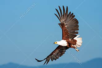 African Fish Eagle flying against a clear sky