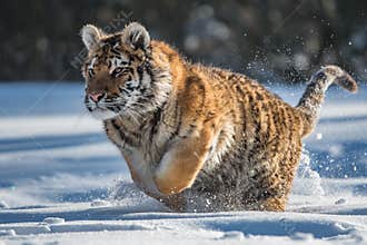 Siberian Tiger in the snow Panthera tigris