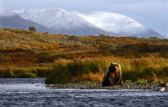 Kodiak brown bear