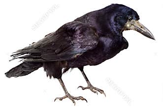 Black Raven Bird