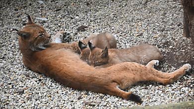 Mother lynx feeding two kittens close up