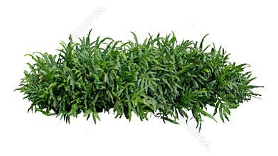 Green leaves tropical foliage plant bush of Wart fern or Monarch