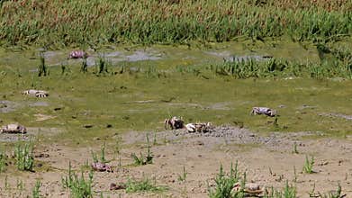 Crabs in Spanish Estrecho Natural Park near Tarifa