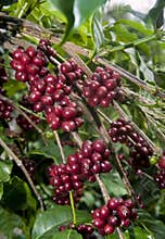 Raw Coffee Beans cherry