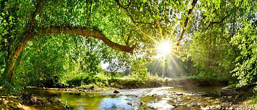 Forest with brook and bright sun