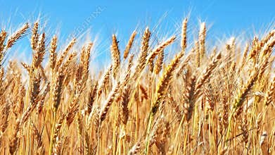 Wheat field and blue sky