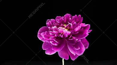 Timelapse of pink peony flower blooming on black background