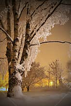 Snow covered birch