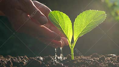 Tree in neutral background Close-Up Of Fresh Green Plan