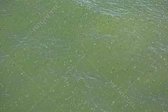 School Of Bait Fish, Or Minnows