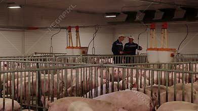 Pig farm workers examining pigs at a pig farm Intensive pig farming
