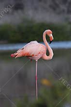 Galapagos Flamingo at rest