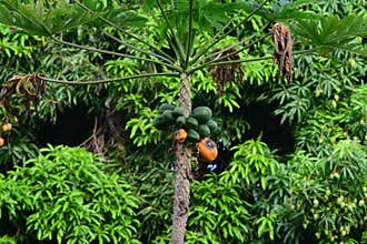 Rotting papayas on the tree