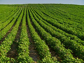 Cotton field