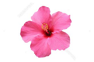 Hibiscus flower