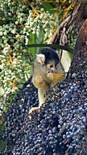 Bolivian squirrel monkey eating fruits in tree