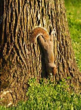 Squirrel get off for search something to eat.