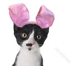 Easter bunny kitten