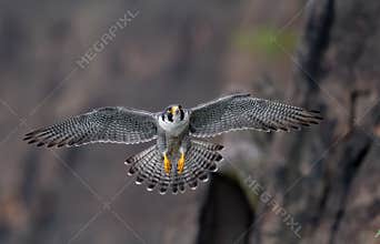 Peregrine Falcon in New Jersey
