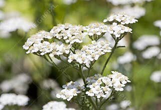 Common yarrow