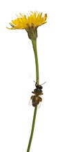 Western honey bee or European honey bee, Apis mellifera