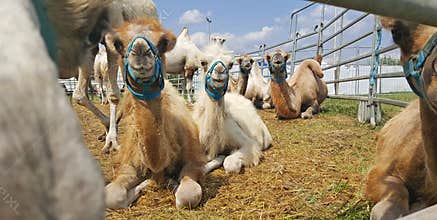 Funny camels lie on the grass in nature