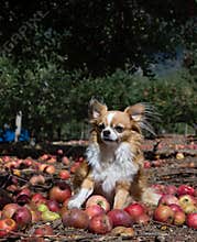 Harvest dog