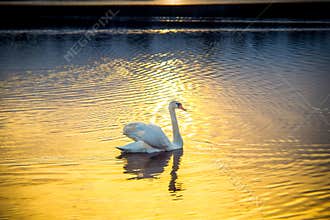 Swan alone at the sunset in lake