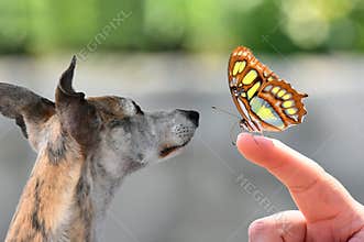 Cute whippet attentively watching a butterfly