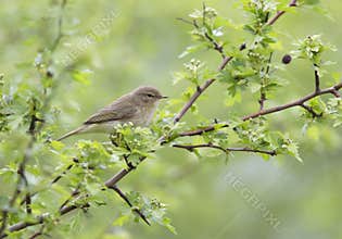 A common chiffchaff Phylloscopus collybita perched on a branch .With a beautiful light green coloured background with leafs and