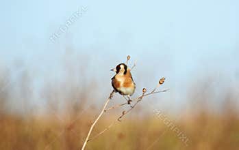 A European Goldfinch bird Carduelis carduelis