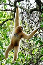 Wild Gibbon monkey