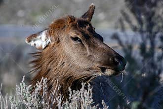 The head of an elk.