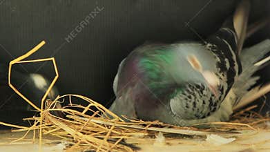 Homing pigeon build home nest by dry straw