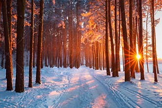 Snow path in winter forest. Evening sun shines through trees. Sun illuminates trees with frost.