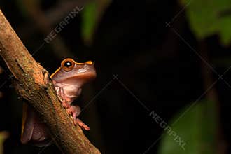 Tropical Amazon rain forest tree frog
