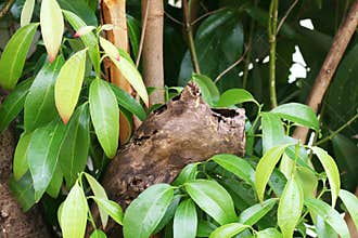 Cinnamon Tree Leaves